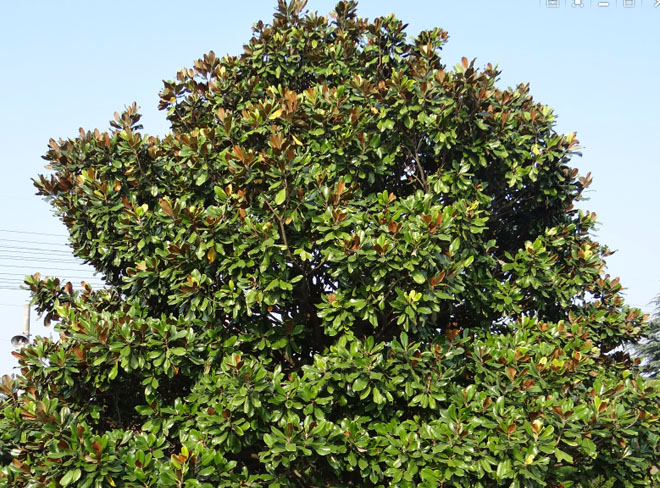 Ĺ��������